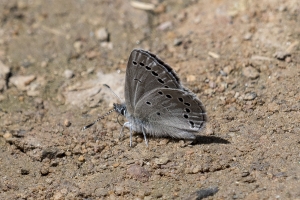 NC_NABA_Trip_2018_04_14 - Blue, Silvery (12)-Fullsized-websized