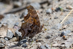 Eastern Comma *