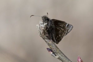 NC_NABA_Trip_2018_04_14 - Duskywing, Dreamy (9)-Fullsized-websized