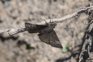 NC_NABA_Trip_2018_04_14 - Duskywing, Dreamy (poss) (28)-Fullsized-websized