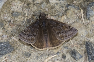 NC_NABA_Trip_2018_04_14 - Duskywing, Juvenal's-Fullsized