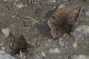 NC_NABA_Trip_2018_04_14 - Duskywing, Juvenal's with Dreamy-Fullsized-websized