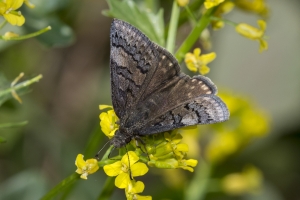 NC_NABA_Trip_2018_04_14 - Duskywing, Sleepy (poss) (56)-Fullsized-websized