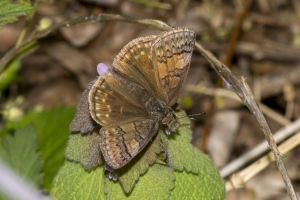 NC_NABA_Trip_2018_04_14 - Duskywing, Sleepy (poss) (90)-Fullsized-websized
