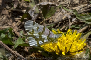 NC_NABA_Trip_2018_04_14 - Marble, Olympia (30)-Fullsized