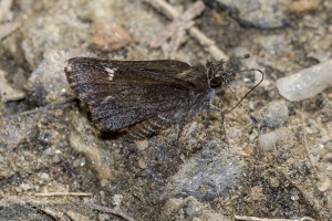 NC_NABA_Trip_2018_04_14 - Roadside-Skipper, Common #1 (7)-Fullsized-websized