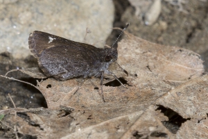 NC_NABA_Trip_2018_04_14 - Roadside-Skipper, Common #2 (2)-Fullsized-websized