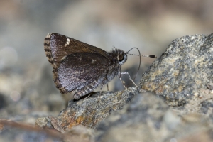 NC_NABA_Trip_2018_04_14 - Roadside-Skipper, Common #3 (3)-Fullsized-websized