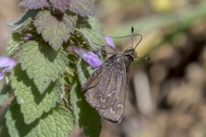NC_NABA_Trip_2018_04_14 - Skipper, Cobweb (1)-Fullsized