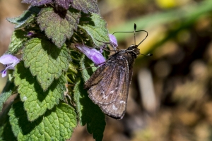NC_NABA_Trip_2018_04_14 - Skipper, Cobweb (2)-Fullsized