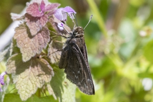 NC_NABA_Trip_2018_04_14 - Skipper, Cobweb (3)-Fullsized