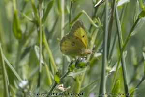 NC_NABA_Trip_2018_04_14 - Sulphur, Clouded (1)-Fullsized