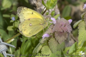 NC_NABA_Trip_2018_04_14 - Sulphur, Clouded (6)-Fullsized