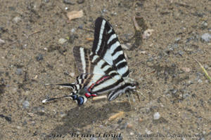 NC_NABA_Trip_2018_04_14 - Swallowtail, Zebra mineralizing (1)-Fullsized