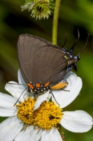 NrSageTally-2017_09_22 - Hairstreak, Great Purple (6)-webpage