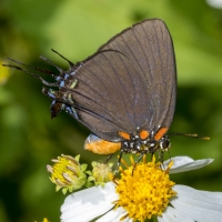 NrSageTally-2017_09_22 - Hairstreak, Great Purple (7)-Fullsized_1-webpage
