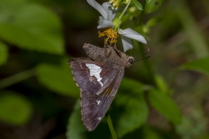 Ochlockonee RWMA_2020_04_17 - Skipper, Silver-spoted