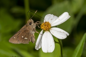 Ochlockonee RWMA_2020_04_17 - Skipper, Twin-spot