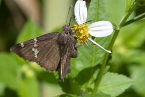 OchlockoneeWMA_2020_04_21 - Cloudywing, Southern (2)