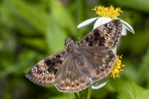 Spread-Wings