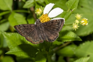 OchlockoneeWMA_2020_04_21 - Duskywing, Horace's (F) (1)