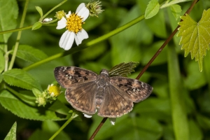 OchlockoneeWMA_2020_04_21 - Duskywing, Horace's (F) (2)