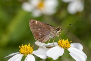 OchlockoneeWMA_2020_04_21 - Skipper, Broken-Dash, Northern (1)-websized