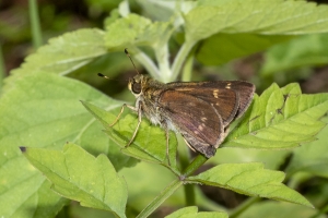 OchlockoneeWMA_2020_04_21 - Skipper, Broken-Dash, Northern (3)