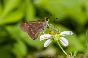 OchlockoneeWMA_2020_04_21 - Skipper, Broken-Dash, Northern (4)