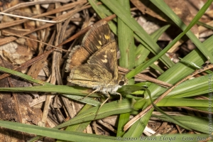 OchlockoneeWMA_2020_04_21 - Skipper, Tawny-edged (1)