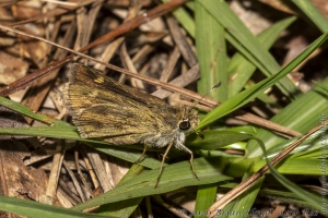 OchlockoneeWMA_2020_04_21 - Skipper, Tawny-edged (2)