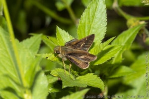 OchlockoneeWMA_2020_04_21 - Skipper, Tawny-edged