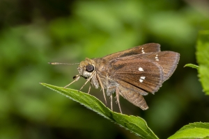 Twin-spot Skipper *