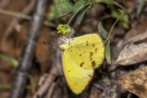 OchlockoneeWMA_2020_04_21 - Yellow, Little