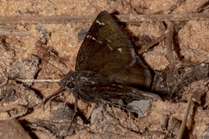 Oka_BlackWarterR_2019_03_30 - Cloudywing, Confused (1)-Fullsized