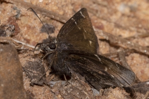 Oka_BlackWarterR_2019_03_30 - Cloudywing, Confused (2)-Fullsized