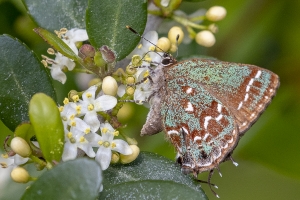 Oka_BlackWarterR_2019_03_30 - Hairstreak, Hessle's (13)-Fullsized