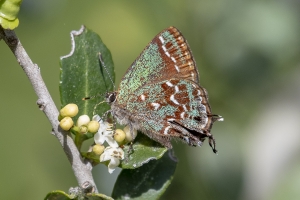 Oka_BlackWarterR_2019_03_30 - Hairstreak, Hessle's (20)-Fullsized