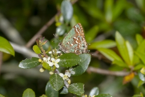 Oka_BlackWarterR_2019_03_30 - Hairstreak, Hessle's (21)-Fullsized