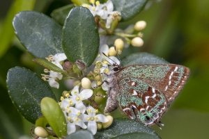 Oka_BlackWarterR_2019_03_30 - Hairstreak, Hessle's (9)-Fullsized