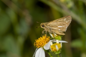 Orange_WildlifeD-2018_05_02 - Skipper, Salt-marsh (3)-Fullsized
