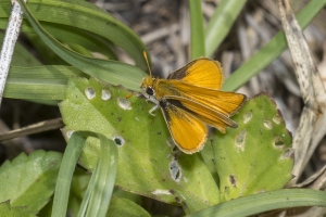 Orange_WildlifeD-2018_05_02 - Skipperling, Southern