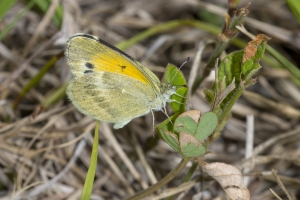 Orange_WildlifeD-2018_05_02 - Sulphur, Dainty