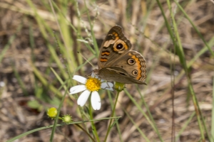 Orng_MerrittIsl 2016_09_30 - Buckeye, Mangrove -260-_a_1