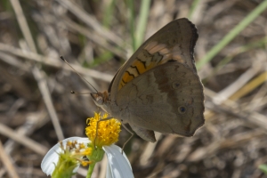 Orng_MerrittIsl 2016_09_30 - Buckeye, Mangrove -344-_a