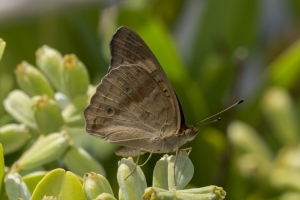 Orng_MerrittIsl 2016_09_30 - Buckeye, Mangrove -346-_a_1