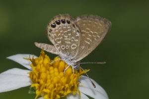 Orng_MerrittIsl 2016_09_30 - Pygmy-Blue, Eastern (1)
