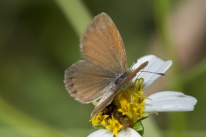 Orng_MerrittIsl 2016_09_30 - Pygmy-Blue, Eastern (2)