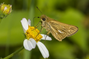 Orng_MerrittIsl 2016_09_30 - Skipper, Salt Marsh (2)