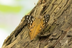 PaynesPrairie_2015_05_18 - Emeror, Hackberry (4)